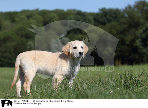 Golden Retriever Welpe / Golden Retriever Puppy / JH-12636