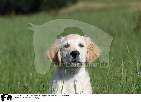 Golden Retriever Welpe / Golden Retriever Puppy / JH-12638