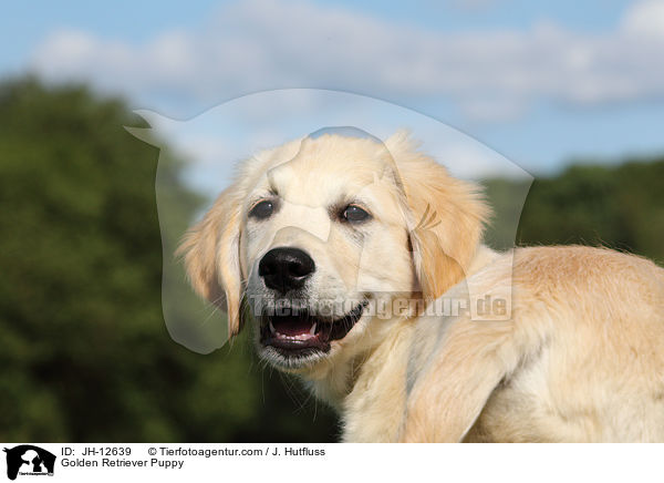 Golden Retriever Welpe / Golden Retriever Puppy / JH-12639