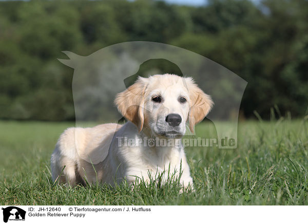 Golden Retriever Welpe / Golden Retriever Puppy / JH-12640