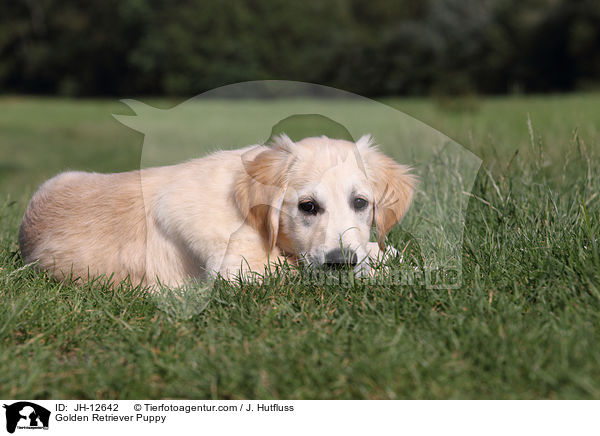 Golden Retriever Welpe / Golden Retriever Puppy / JH-12642