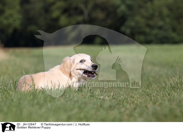 Golden Retriever Welpe / Golden Retriever Puppy / JH-12647