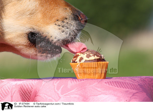 Golden Retriever frisst Kuchen / Golden Retriever eats cake / IF-07484