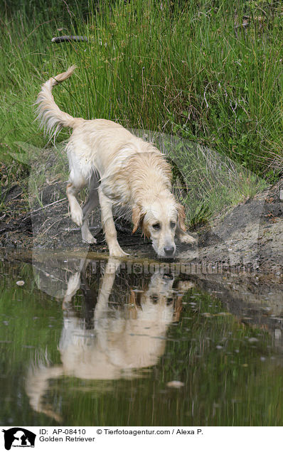 Golden Retriever / Golden Retriever / AP-08410