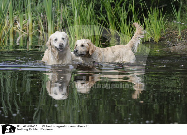 badende Golden Retriever / bathing Golden Retriever / AP-08411