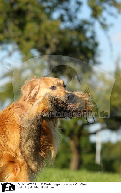 apportierender Golden Retriever / retrieving Golden Retriever / KL-07222