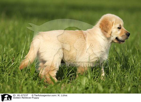Golden Retriever Welpe / Golden Retriever Puppy / KL-07237