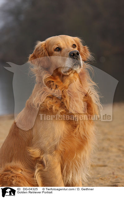 Golden Retriever Portrait / Golden Retriever Portrait / DG-04325