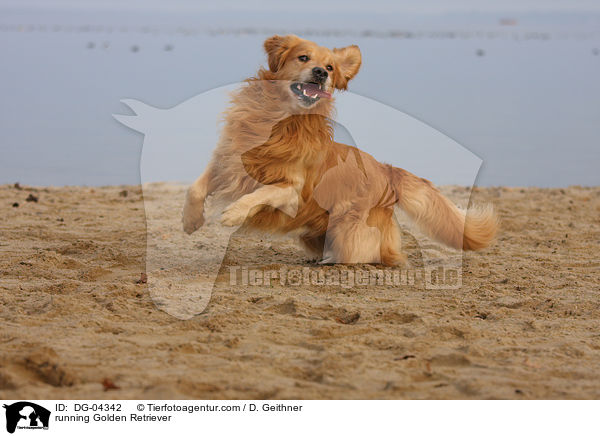 rennender Golden Retriever / running Golden Retriever / DG-04342