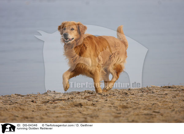 rennender Golden Retriever / running Golden Retriever / DG-04346