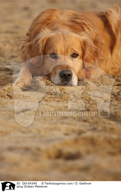 liegender Golden Retriever / lying Golden Retriever / DG-04349