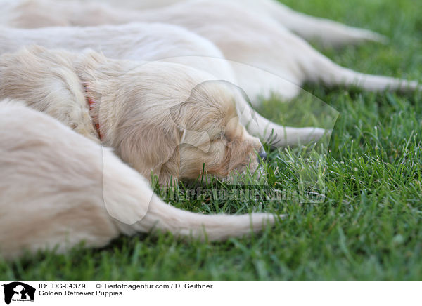 Golden Retriever Welpen / Golden Retriever Puppies / DG-04379