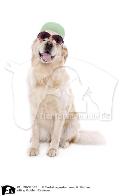 sitzender Golden Retriever / sitting Golden Retriever / RR-38583