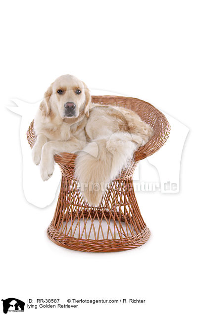 liegender Golden Retriever / lying Golden Retriever / RR-38587