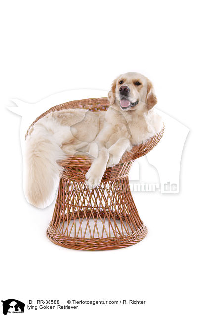 liegender Golden Retriever / lying Golden Retriever / RR-38588