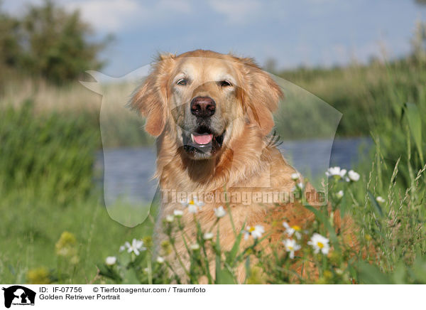 Golden Retriever Portrait / Golden Retriever Portrait / IF-07756
