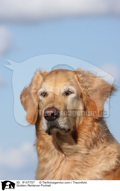 Golden Retriever Portrait / Golden Retriever Portrait / IF-07757