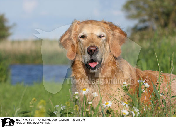 Golden Retriever Portrait / Golden Retriever Portrait / IF-07758