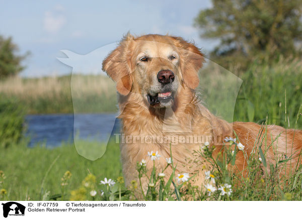 Golden Retriever Portrait / Golden Retriever Portrait / IF-07759