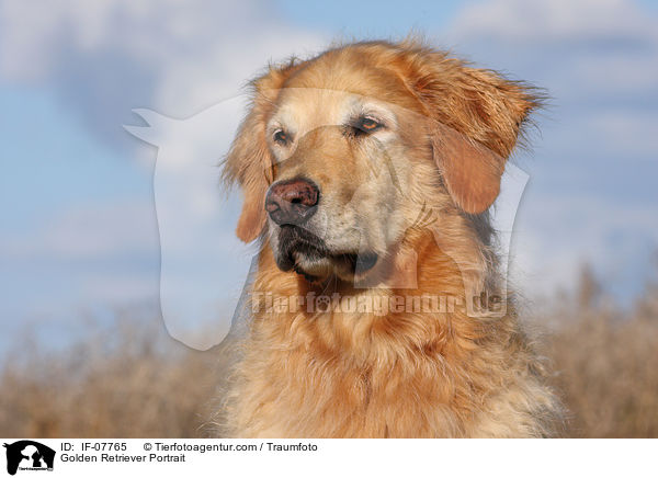 Golden Retriever Portrait / Golden Retriever Portrait / IF-07765
