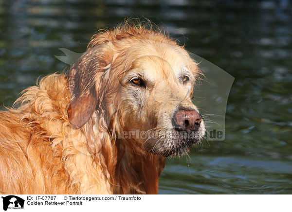 Golden Retriever Portrait / Golden Retriever Portrait / IF-07767