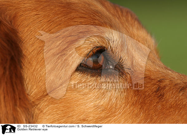 Golden Retriever Auge / Golden Retriever eye / SS-23432