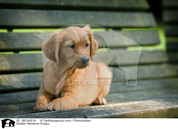 Golden Retriever Welpe / Golden Retriever Puppy / BS-04518