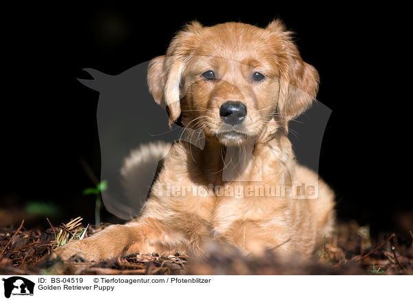 Golden Retriever Welpe / Golden Retriever Puppy / BS-04519