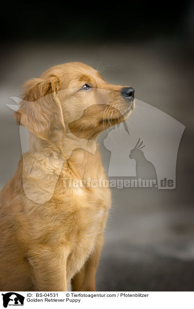 Golden Retriever Welpe / Golden Retriever Puppy / BS-04531
