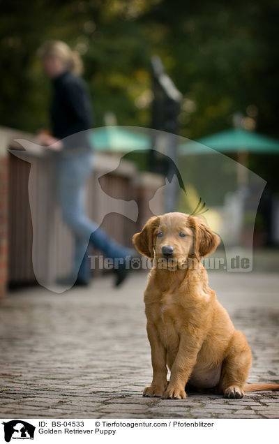 Golden Retriever Welpe / Golden Retriever Puppy / BS-04533