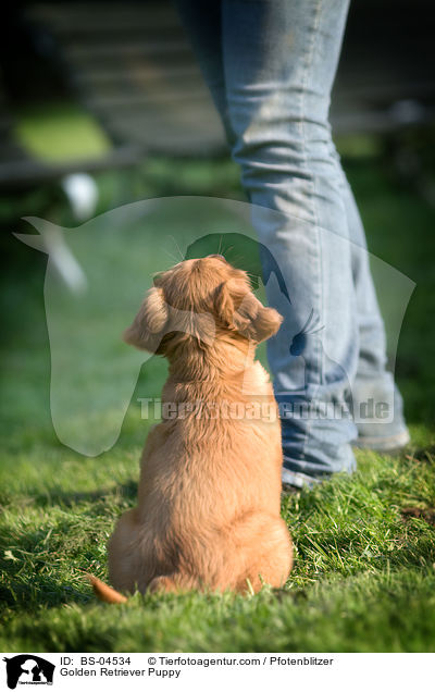 Golden Retriever Welpe / Golden Retriever Puppy / BS-04534