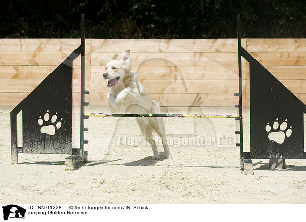 springender Golden Retriever / jumping Golden Retriever / NN-01228
