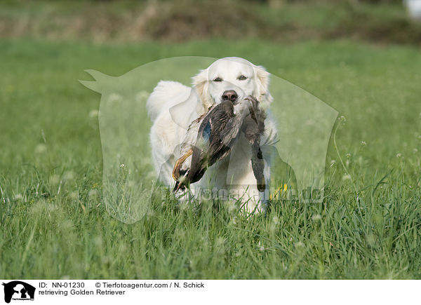 apportierender Golden Retriever / retrieving Golden Retriever / NN-01230