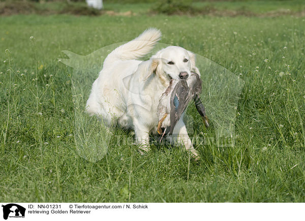 apportierender Golden Retriever / retrieving Golden Retriever / NN-01231