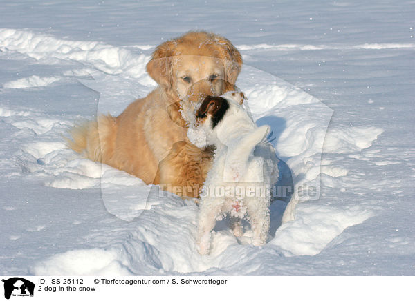 2 Hunde im Schnee / 2 dog in the snow / SS-25112