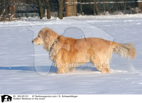 Golden Retriever im Schnee / Golden Retriever in the snow / SS-25131