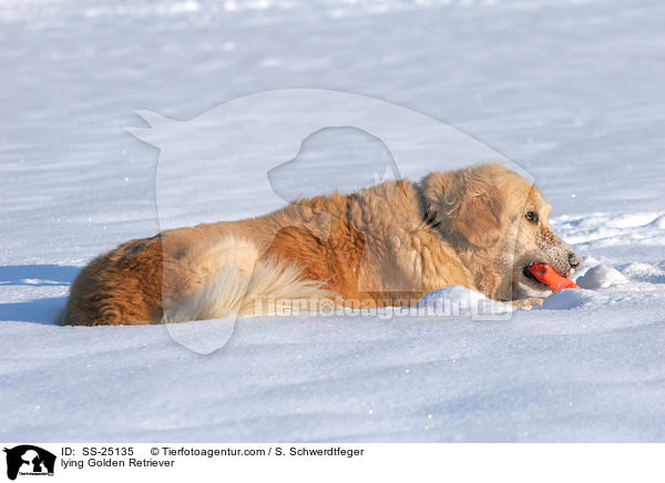 liegender Golden Retriever / lying Golden Retriever / SS-25135