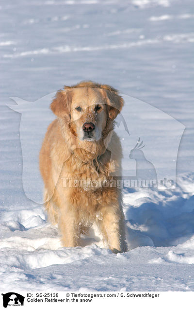 Golden Retriever im Schnee / Golden Retriever in the snow / SS-25138