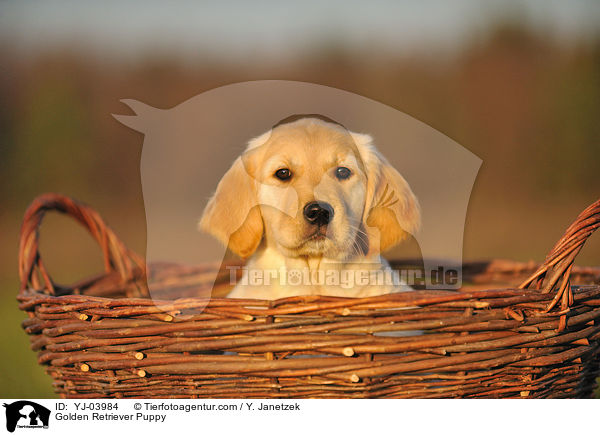 Golden Retriever Welpe / Golden Retriever Puppy / YJ-03984