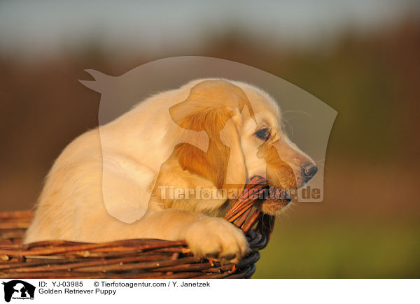 Golden Retriever Welpe / Golden Retriever Puppy / YJ-03985