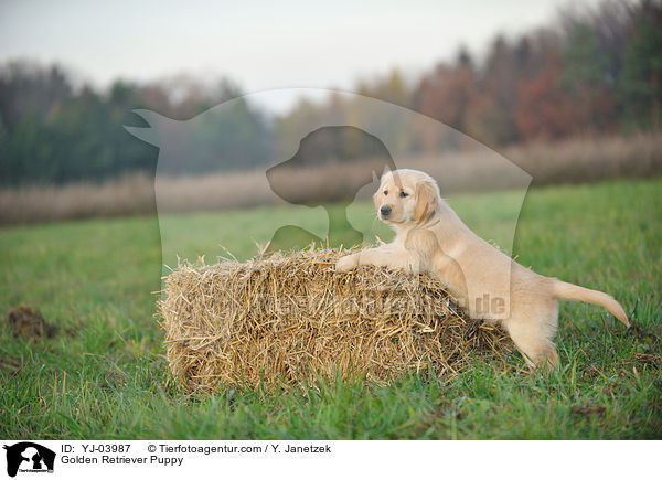 Golden Retriever Welpe / Golden Retriever Puppy / YJ-03987