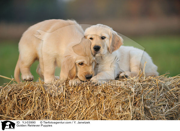 Golden Retriever Puppies / YJ-03990
