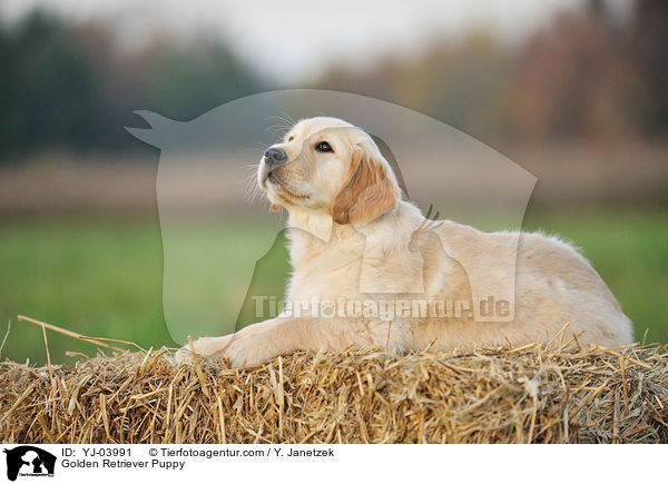 Golden Retriever Welpe / Golden Retriever Puppy / YJ-03991
