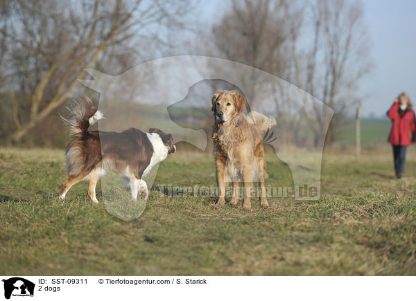 2 Hunde / 2 dogs / SST-09311