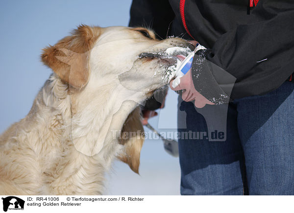 fressender Golden Retriever / eating Golden Retriever / RR-41006