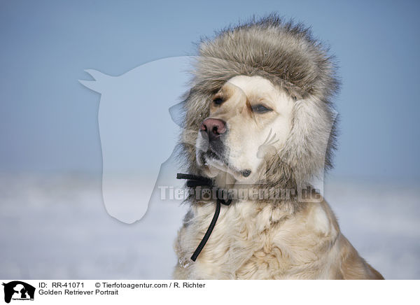 Golden Retriever Portrait / Golden Retriever Portrait / RR-41071