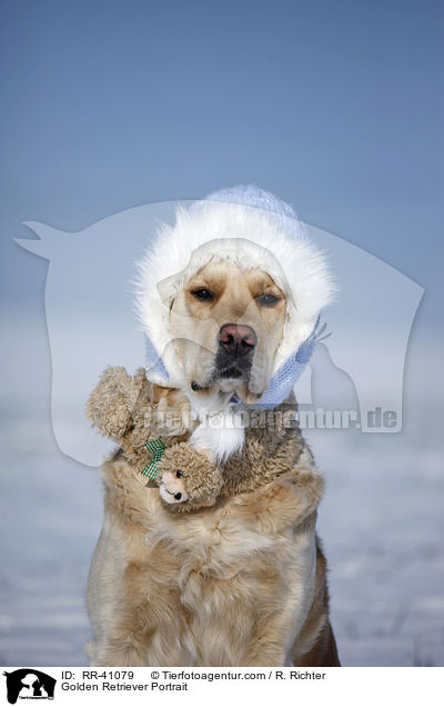 Golden Retriever Portrait / Golden Retriever Portrait / RR-41079