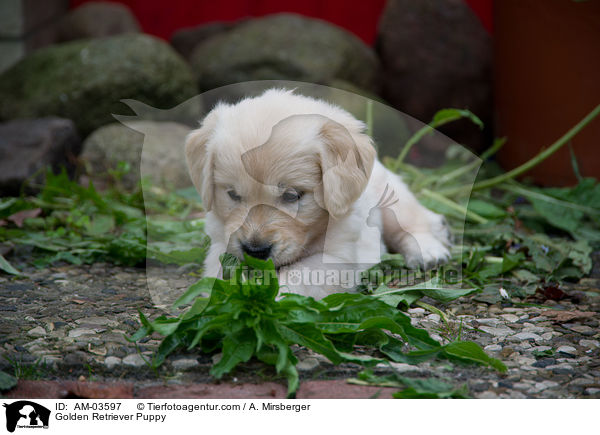 Golden Retriever Welpe / Golden Retriever Puppy / AM-03597