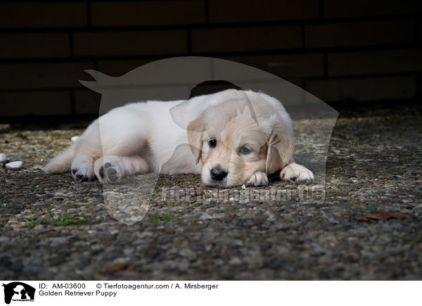 Golden Retriever Welpe / Golden Retriever Puppy / AM-03600