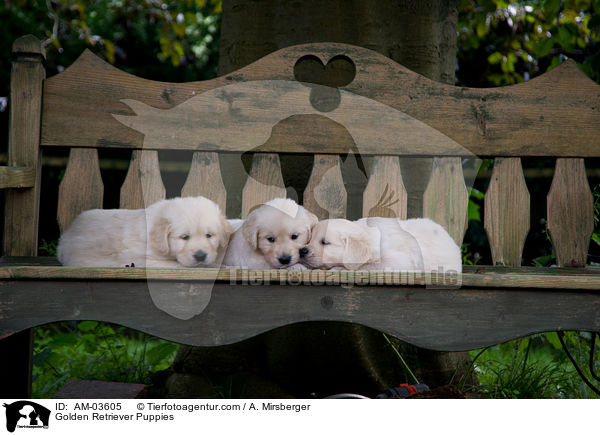Golden Retriever Welpen / Golden Retriever Puppies / AM-03605